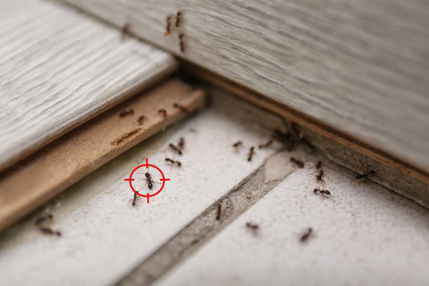 Best Flea Control Services  in Watertown, FL