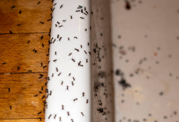 Best Residential Pest Control  in Watertown, FL